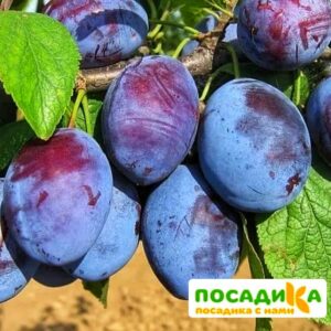 Слива Чачакская ранняя купить по цене от 229.00р. в интернет-магазине «Посадика» с доставкой почтой в в Кубинкае и по всей России – [изображение №1].