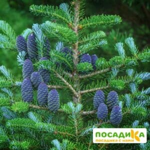 Пихта корейская (Abies koreana) купить по цене от 450.00р. в интернет-магазине «Посадика» с доставкой почтой в в Кубинкае и по всей России – [изображение №1].