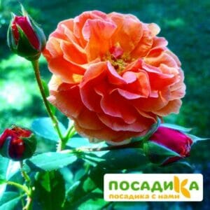 Роза Арабия купить по цене от 350.00р. в интернет-магазине «Посадика» с доставкой почтой в в Кубинкае и по всей России – [изображение №1].