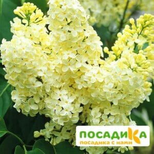 Сирень Примроуз (Primrose) купить по цене от 529.00р. в интернет-магазине «Посадика» с доставкой почтой в в Кубинкае и по всей России – [изображение №1].