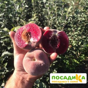 Персики с красной мякотью ЭРИТРОКАРПА купить по цене от 360р. в интернет-магазине «Посадика» с доставкой почтой в в Кубинкае и по всей России – [изображение №1].