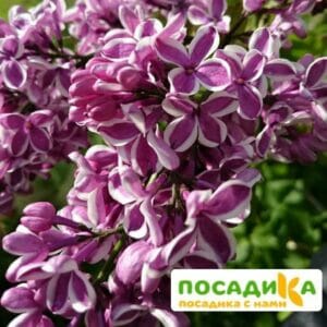 Сирень Сенсация купить по цене от 529.00р. в интернет-магазине «Посадика» с доставкой почтой в в Кубинкае и по всей России – [изображение №1].