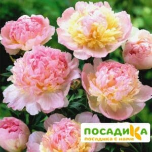 Пион Распберри Сандей (Paeonia Raspberry Sundae) купить по цене от 959р. в интернет-магазине «Посадика» с доставкой почтой в в Кубинкае и по всей России – [изображение №1].