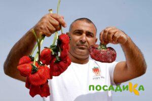 Клубника Гигант Джорнея купить по цене от 266р. в интернет-магазине «Посадика» с доставкой почтой в в Кубинкае и по всей России – [изображение №1].