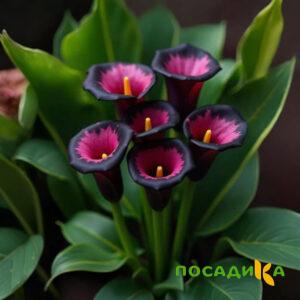 Калла Аура Лейс купить по цене от 400р. в интернет-магазине «Посадика» с доставкой почтой в в Кубинкае и по всей России – [изображение №1].