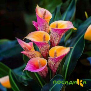 Калла Оникс купить по цене от 450р. в интернет-магазине «Посадика» с доставкой почтой в в Кубинкае и по всей России – [изображение №1].