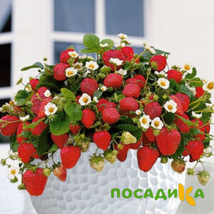 Клубника Рубиновый Шепот (горшечная) купить по цене от 240р. в интернет-магазине «Посадика» с доставкой почтой в в Кубинкае и по всей России – [изображение №1].
