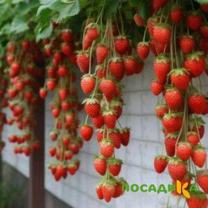 Клубника вьющаяся Комплимент купить по цене от 470р. в интернет-магазине «Посадика» с доставкой почтой в в Кубинкае и по всей России – [изображение №1].