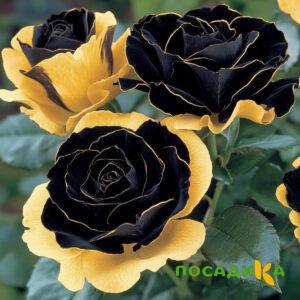 Роза Ханни Сикл купить по цене от 700р. в интернет-магазине «Посадика» с доставкой почтой в в Кубинкае и по всей России – [изображение №1].
