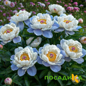 Пион акварельный Этюд купить по цене от 806р. в интернет-магазине «Посадика» с доставкой почтой в в Кубинкае и по всей России – [изображение №1].