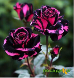 Роза Багровый Шепот купить по цене от 366р. в интернет-магазине «Посадика» с доставкой почтой в в Кубинкае и по всей России – [изображение №1].