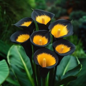 Калла Легато купить по цене от 620р. в интернет-магазине «Посадика» с доставкой почтой в в Кубинкае и по всей России – [изображение №1].