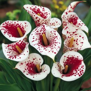 Калла Эмпайр купить по цене от 302р. в интернет-магазине «Посадика» с доставкой почтой в в Кубинкае и по всей России – [изображение №1].