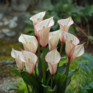 Калла Глейшер купить по цене от 299р. в интернет-магазине «Посадика» с доставкой почтой в в Кубинкае и по всей России – [изображение №1].