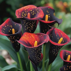 Калла Нуар купить по цене от 299р. в интернет-магазине «Посадика» с доставкой почтой в в Кубинкае и по всей России – [изображение №1].