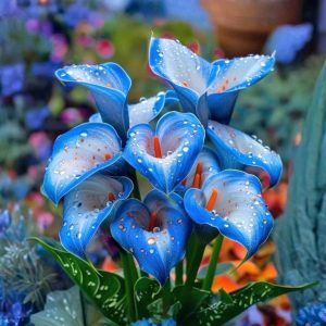 Калла Портрейт купить по цене от 292р. в интернет-магазине «Посадика» с доставкой почтой в в Кубинкае и по всей России – [изображение №1].