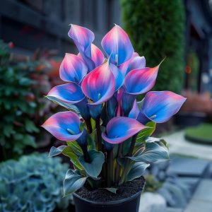 Калла Импрессия купить по цене от 590р. в интернет-магазине «Посадика» с доставкой почтой в в Кубинкае и по всей России – [изображение №1].