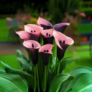 Калла Энигма купить по цене от 291р. в интернет-магазине «Посадика» с доставкой почтой в в Кубинкае и по всей России – [изображение №1].