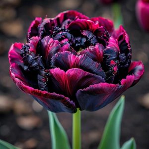 Тюльпан Фламинго купить по цене от 500р. в интернет-магазине «Посадика» с доставкой почтой в в Кубинкае и по всей России – [изображение №1].