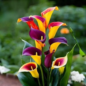 Калла Кристалл купить по цене от 450р. в интернет-магазине «Посадика» с доставкой почтой в в Кубинкае и по всей России – [изображение №1].