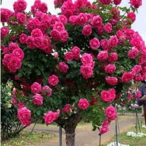 Роза Версаля купить по цене от 232р. в интернет-магазине «Посадика» с доставкой почтой в в Кубинкае и по всей России – [изображение №1].