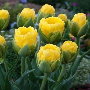 Тюльпан махровый Ванила Коп купить по цене от 159р. в интернет-магазине «Посадика» с доставкой почтой в в Кубинкае и по всей России – [изображение №1].