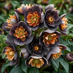 Морозник Блум Айс купить по цене от 499р. в интернет-магазине «Посадика» с доставкой почтой в в Кубинкае и по всей России – [изображение №1].