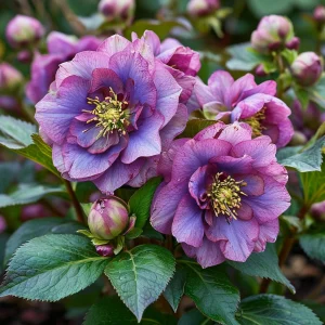 Морозник Айс Принцесс Чарм купить по цене от 650р. в интернет-магазине «Посадика» с доставкой почтой в в Кубинкае и по всей России – [изображение №1].