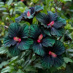 Гибискус Пикок Плюм купить по цене от 490р. в интернет-магазине «Посадика» с доставкой почтой в в Кубинкае и по всей России – [изображение №1].