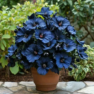 Гибискус Селестиал Флейм купить по цене от 326р. в интернет-магазине «Посадика» с доставкой почтой в в Кубинкае и по всей России – [изображение №1].