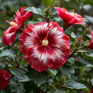 Гибискус Пурпл Мистик купить по цене от 360р. в интернет-магазине «Посадика» с доставкой почтой в в Кубинкае и по всей России – [изображение №1].