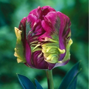 Тюльпан Экзотик Хэвен купить по цене от 186р. в интернет-магазине «Посадика» с доставкой почтой в в Кубинкае и по всей России – [изображение №1].