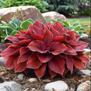 Хоста Малыш Шедевр купить по цене от 421р. в интернет-магазине «Посадика» с доставкой почтой в в Кубинкае и по всей России – [изображение №1].