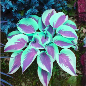 Хоста Висперин Бьюти купить по цене от 379р. в интернет-магазине «Посадика» с доставкой почтой в в Кубинкае и по всей России – [изображение №1].