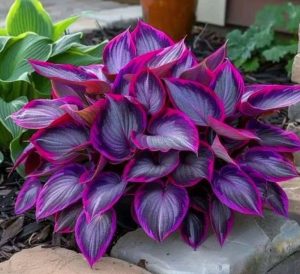 Хоста Сикрет Гарденс купить по цене от 549р. в интернет-магазине «Посадика» с доставкой почтой в в Кубинкае и по всей России – [изображение №1].